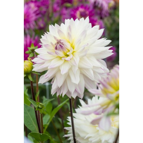 Dahlia 'Crazy Love' (1 bulb) and Wildflower 'Butterfly' Mix Seeds Grow your own Bouquet by Jamieson Brothers