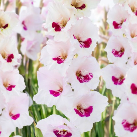 Gladiolus Fiorentina (Gladiolus Hortulanus) 10x Spring Planting Flower Bulbs