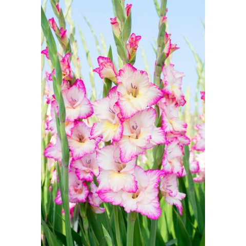 Gladioli Priscilla (10 Bulbs) and Wildflower 'Butterfly' Mix Seeds