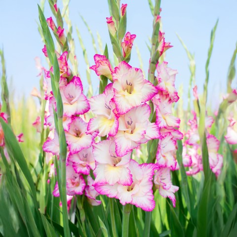 Gladiolus Priscilla (Gladiolus Hortulanus) 10x Spring Planting Flower Bulbs