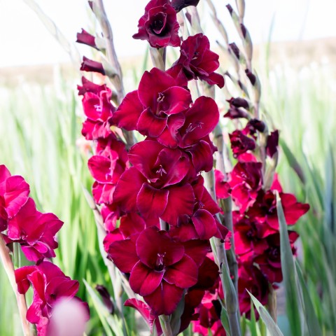 Gladiolus Plumtart (Gladiolus Hortulanus) 10x Spring Planting Flower Bulbs| Flower Bulbs for Planting Now UK | Plant Garden Outdoor | Jamieson Brothers