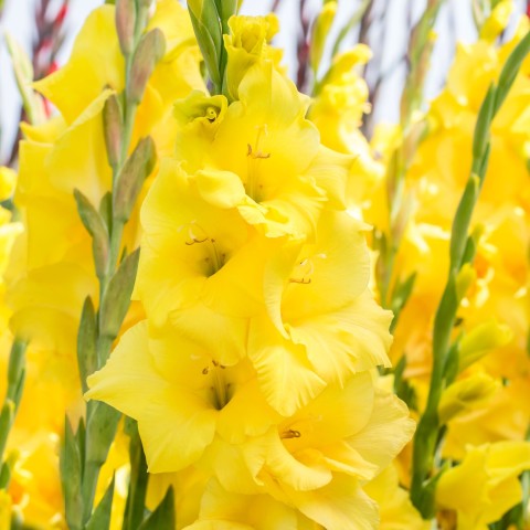 Gladiolus Nova Lux (Gladiolus Hortulanus) 10x Spring Planting Flower Bulbs