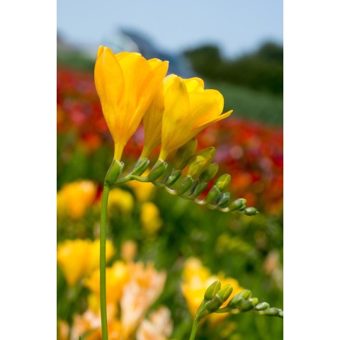 Freesia Yellow (15 Bulbs) and Wildflower 'Butterfly' Mix Seeds Grow your own Bouquet by Jamieson Brothers
