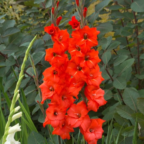 Gladiolus Oscar (Gladiolus Hortulanus) 10x Spring Planting Flower Bulbs