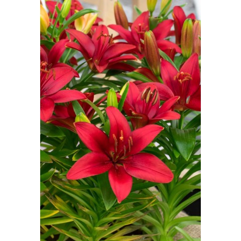 Lily Asiatic Red (2 Bulbs) and Wildflower 'Butterfly' Mix Seeds Grow your own Bouquet by Jamieson Brothers