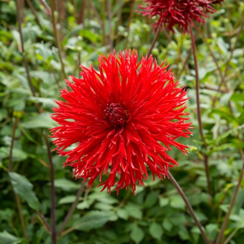 Dahlia Crispa Apache (Dahlia Pinnata) 1x Top Quality Spring Planting Flower Bulb