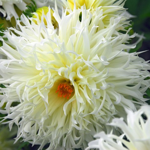 Dahlia Crispa Tsuki Yori No Shisha (Dahlia Pinnata) 1x Top Quality Spring Planting Flower Bulb