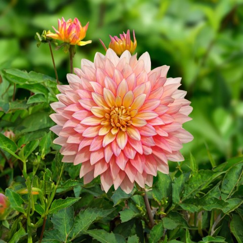 Dahlia Deco Border Extase (Dahlia Pinnata) 1x Top Quality Spring Planting Flower Bulb