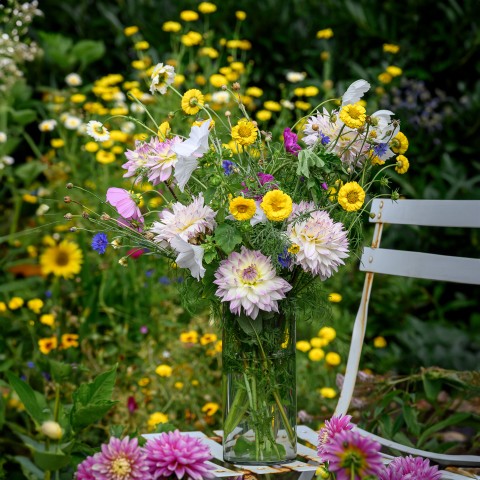 Dahlia Decorative Crazy Love (Dahlia Pinnata) 1x Top Quality Spring Planting Flower Bulb