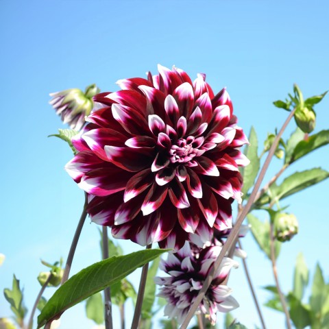 Dahlia Decorative Edinburgh (Dahlia Pinnata) 1x Top Quality Spring Planting Flower Bulb