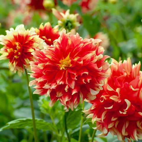 Dahlia Dinnerplate Holland Festival (Dahlia Pinnata) 1x Top Quality Spring Planting Flower Bulb