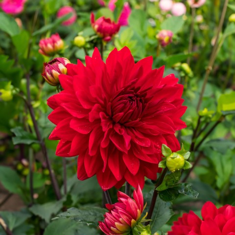 Dahlia Park Garden Wonder (Dahlia Pinnata) 1x Top Quality Spring Planting Flower Bulb