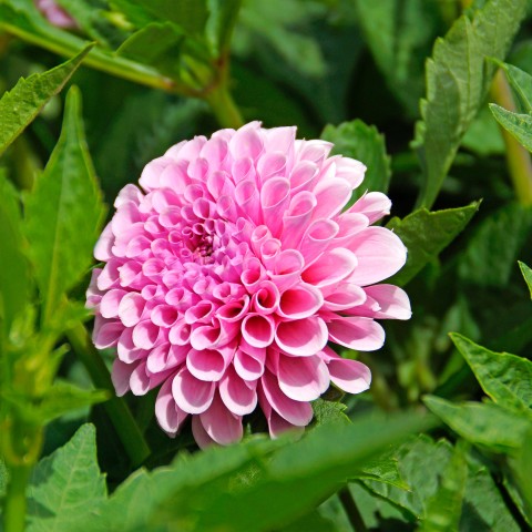 Dahlia Stolze Von Berlin (Dahlia Pinnata) 1x Top Quality Spring Planting Flower Bulb