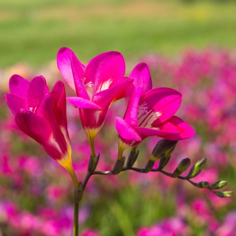 Freesia Double Pink (Freesia Hybrid) 15x Spring Planting Flower Bulbs