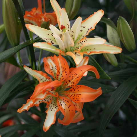 Lilium Must See (Lilium) 3x Spring Planting Flower Bulbs