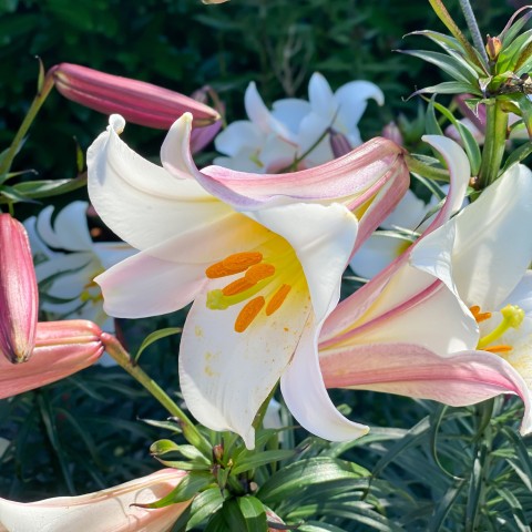 Lilium Regale (Lilium Regale) 3 x Spring Planting Flower Bulbs
