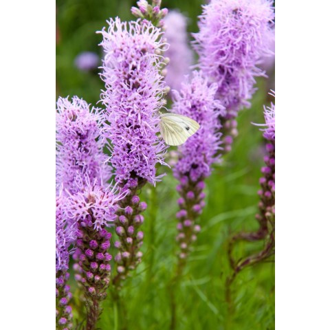 Liatris Spicata (15 Bulbs) and Wildflower 'Butterfly' Mix Seeds Grow your own Bouquet by Jamieson Brothers