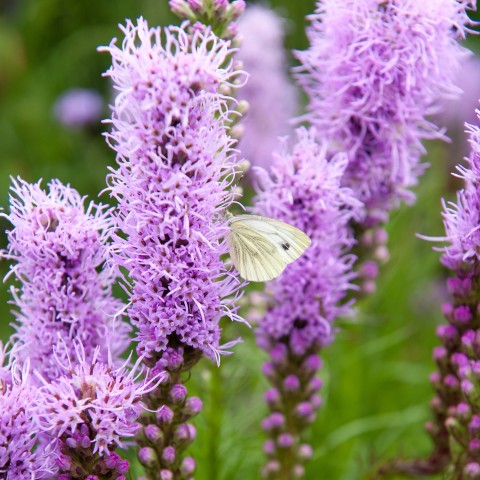 Liatris Spicata Violet-Blue (Liatris Spicata) 8x Spring Planting Flower Bulbs