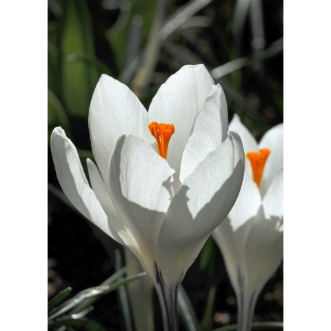 Crocus Jeanne d'Arc 15 Bulbs Ready for Planting Now in UK Autumn Outdoor Gardens