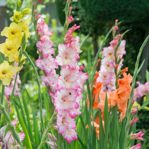 Gladiolus Mix (Gladiolus Hortulanus) 10x Spring Planting Flower Bulbs