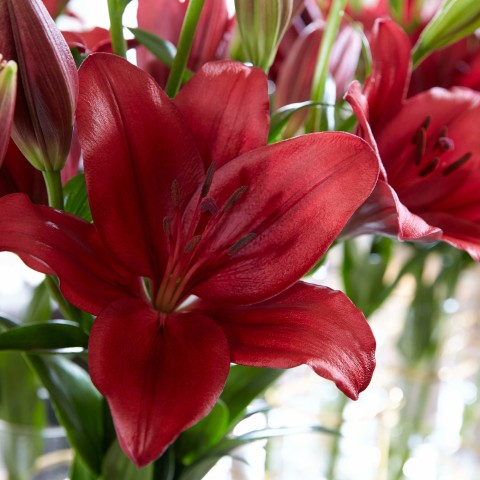 Lilium Asiatic Red (Lilium Asiaticum) 2x Spring Planting Flower Bulbs