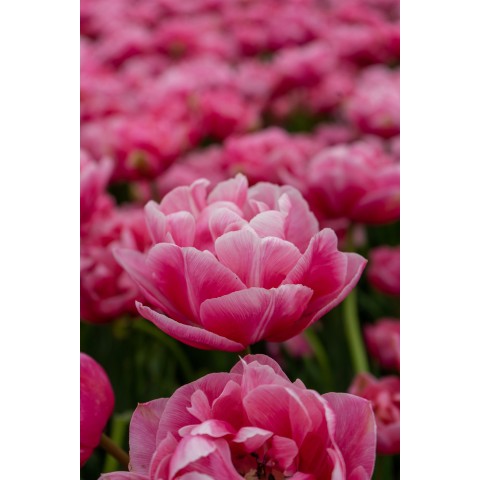Best Friends, Dragon Eyes: Tulip Aveyron & Canyon, 6 Bulbs Ready for Planting Now in UK Autumn Outdoor Gardens