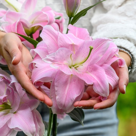 Lilium Oriental Curly Sue (Lilium Oriental) 2x Spring Planting Flower Bulbs