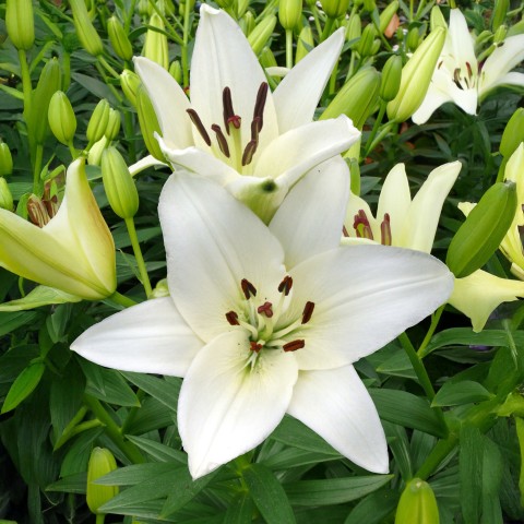 Lilium Asiatic White 2 Bulbs Ready for Planting Now in UK Autumn Outdoor Gardens