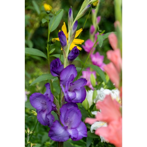 Gladioli 'Purple Party' (10 Bulbs) and Wildflower 'Butterfly' Mix Seeds Grow your own Bouquet by Jamieson Brothers