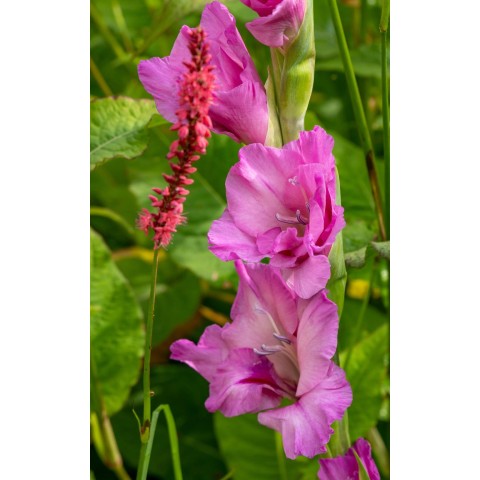 Gladioli Pink & Purple Mix (10 Bulbs) and Wildflower 'Butterfly' Mix Seeds Grow your own Bouquet by Jamieson Brothers