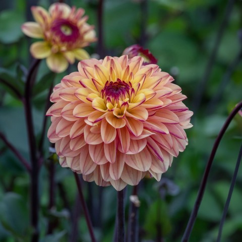 Dahlia Decorative Gelia (Dahlia Pinnata) 1x Top Quality Spring Planting Flower Bulb