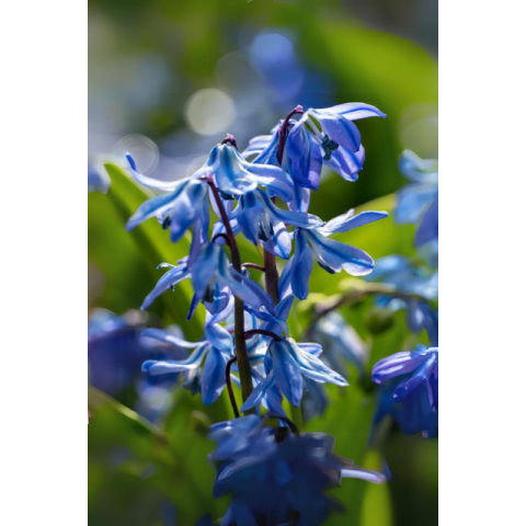 Scilla Siberica 15 Bulbs Ready for Planting Now in UK Autumn Outdoor Gardens
