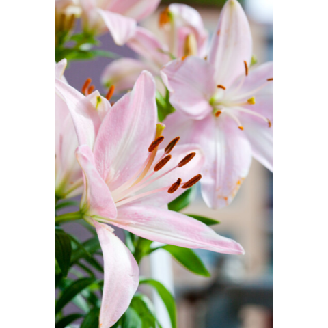 Lilium Asiatic Pink 2 Bulbs Ready for Planting Now in UK Autumn Outdoor Gardens by Jamieson Brothers