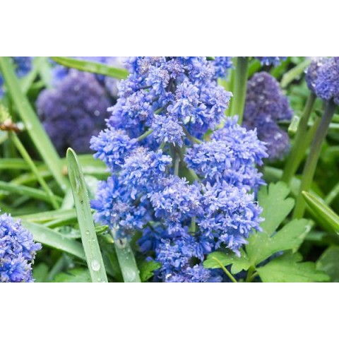 Muscari Fantasy Creation 25 Bulbs Ready for Planting Now in UK Autumn Outdoor Gardens