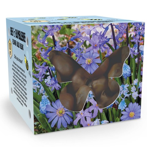 Bee & Butterfly Lilac Wonder 50 Bulbs Ready for Planting Now in UK Autumn Outdoor Gardens