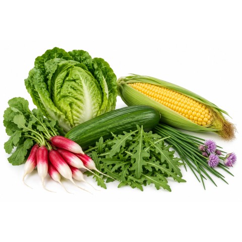 Fresh British Summer Salad Growing Kit – Cos Lettuce Paris White, Cucumber La Diva, Radish French Breakfast, Rocket Rokita, Chives & Sweetcorn Golden Bantam by Jamieson Brothers