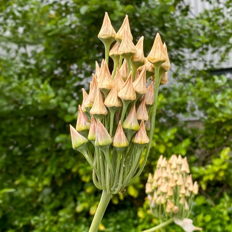 Allium Bulgaricum 15 Bulbs Ready for Planting Now in UK Autumn Outdoor Gardens