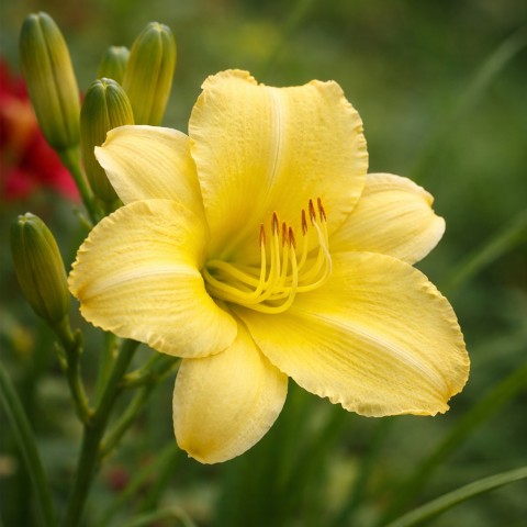Hemerocallis Stella d'Oro (1 Bulb)