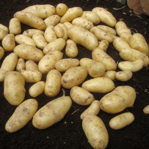 Belle De Fontenay Seed Potatoes - 8 Tuber