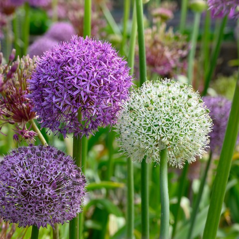 Bubble Blend - Allium Mix 12 Bulbs Ready for Planting Now in UK Autumn Outdoor Gardens