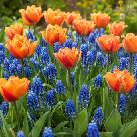 Patio Set: Royal Dutch Muscari & Tulip Collection 18 Bulbs Ready for Planting Now in UK Autumn Outdoor Gardens