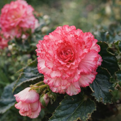 Begonia dinnerplate ruffled white-pink (2 Bulbs)