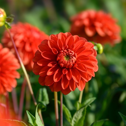 Dahlia Happy Halloween (1 Bulb)