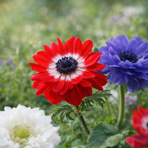 Anemone St. Brigid (10 Bulbs)