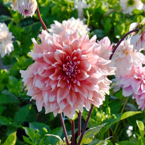 Dahlia Dinnerplate Holland Festival (1 Bulb)