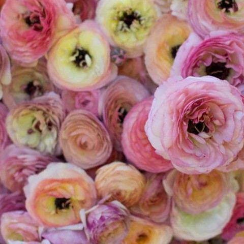 Ranunculus Pastel Mix 15 Bulbs Ready for Planting Now in UK Autumn Outdoor Gardens