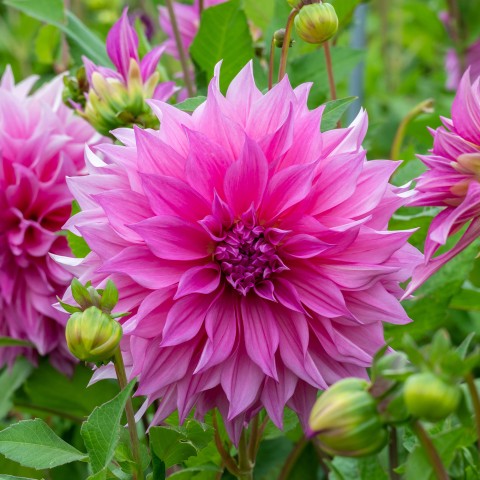 Dahlia Café au Lait Rosé (1 Bulb)