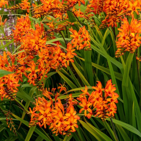 Crocosmia Firestarter (10 Bulbs)