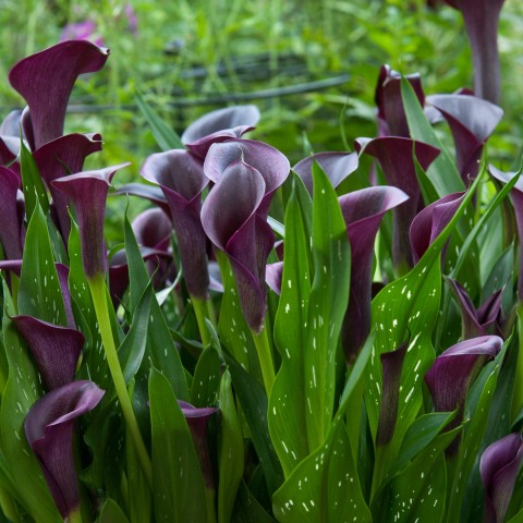 Calla/Zantedeschia Black Beauty (2 Bulbs)
