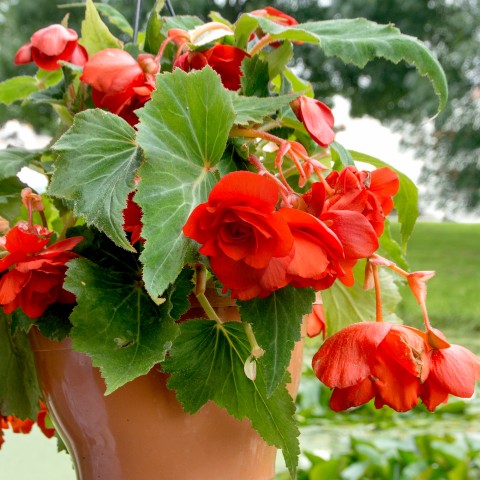 Begonia odorosa red (2 Bulbs)